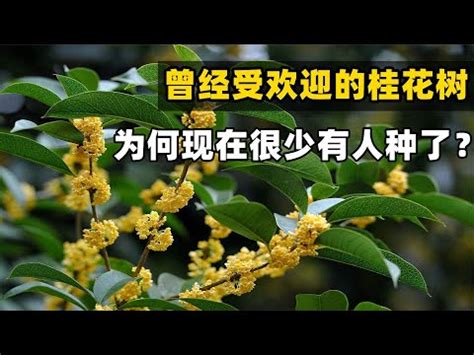 後院種樹風水|【後院種什麼樹】後院種什麼樹藏玄機？風水大師教你。